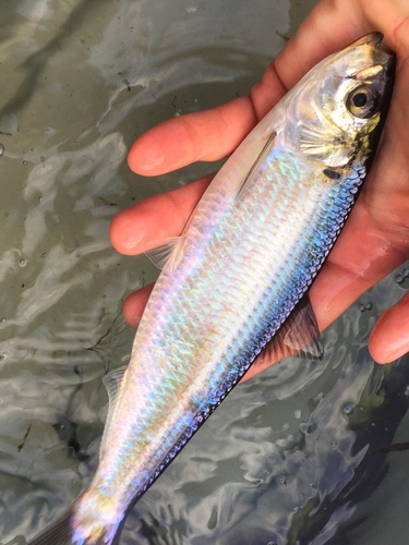 Blueback Shad