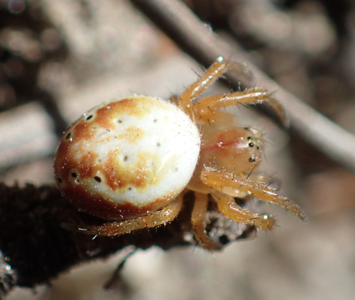iNaturalist observation photo of Six-spotted Orbweaver