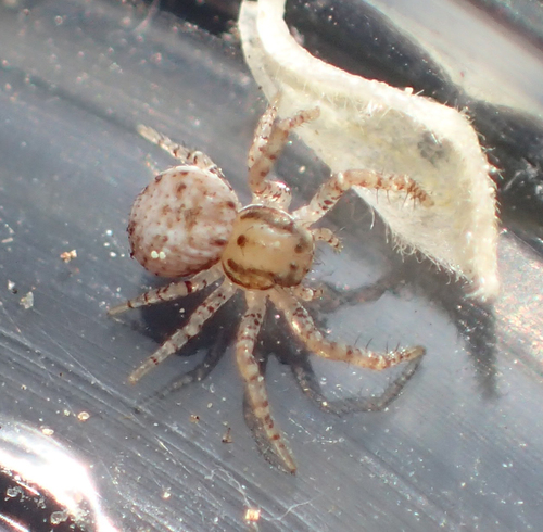 iNaturalist observation photo of Coriarachnini