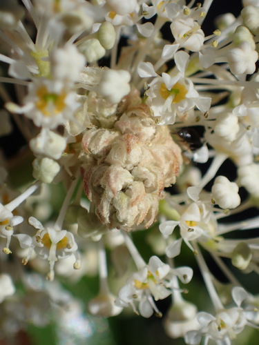 iNaturalist observation photo of life