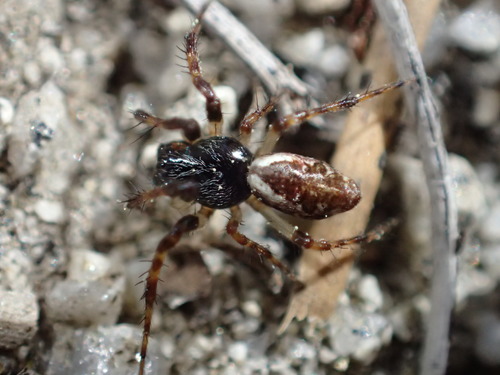 iNaturalist observation photo of Conical Trashline Orbweaver