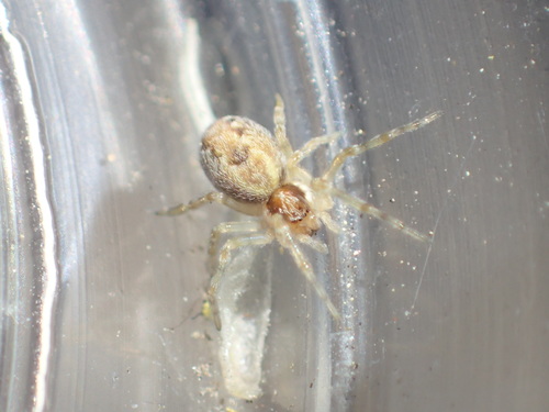iNaturalist observation photo of Meshweavers