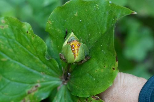 Coast Trillium fruiting