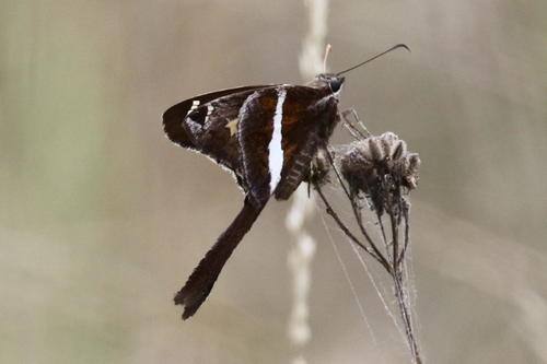 White-striped Longtail