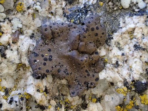 iNaturalist observation photo of Emery Rocktripe Lichen