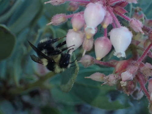 iNaturalist observation photo of Black-tailed Bumble Bee