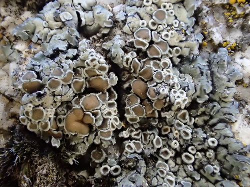 iNaturalist observation photo of Peltate Rimmed Navel Lichen
