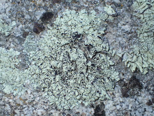 iNaturalist observation photo of rock shield lichens
