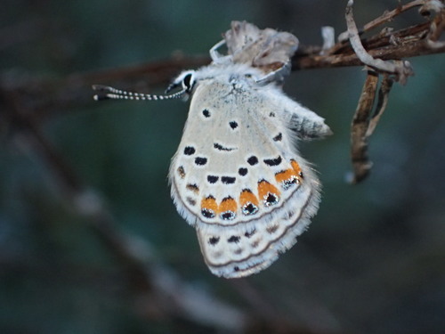 iNaturalist observation photo of Plebejus