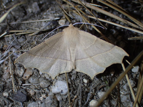 iNaturalist observation photo of Pherne