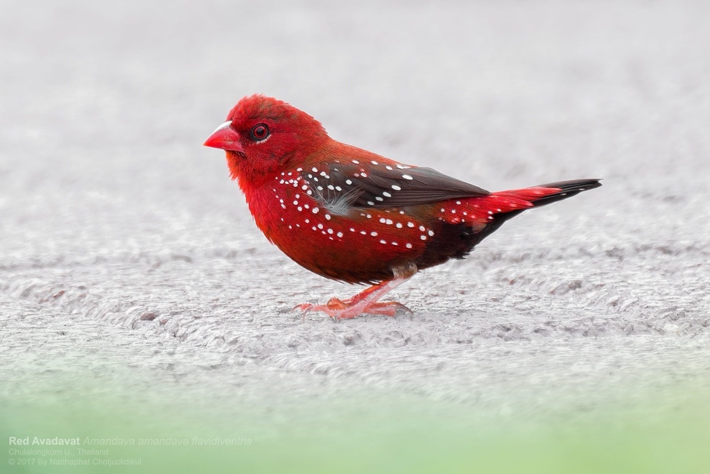 Red Avadavat photo