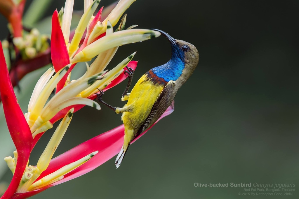 Ornate Sunbird