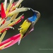 Ornate Sunbird - Photo (c) Natthaphat Chotjuckdikul, all rights reserved, uploaded by Natthaphat Chotjuckdikul