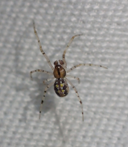 iNaturalist observation photo of Comb-footed Spiders