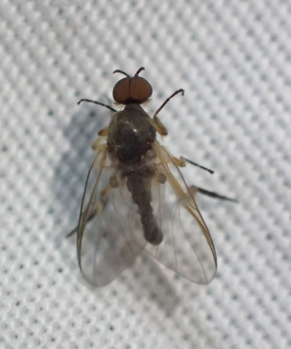 iNaturalist observation photo of Black Flies
