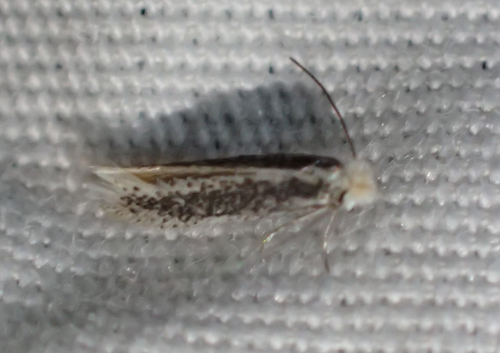 iNaturalist observation photo of Pygmy Eye-capped Moths