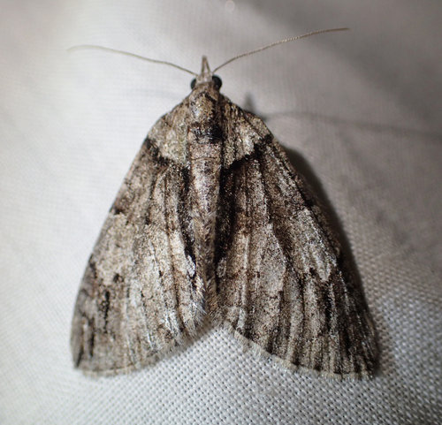 iNaturalist observation photo of Hydriomena expurgata