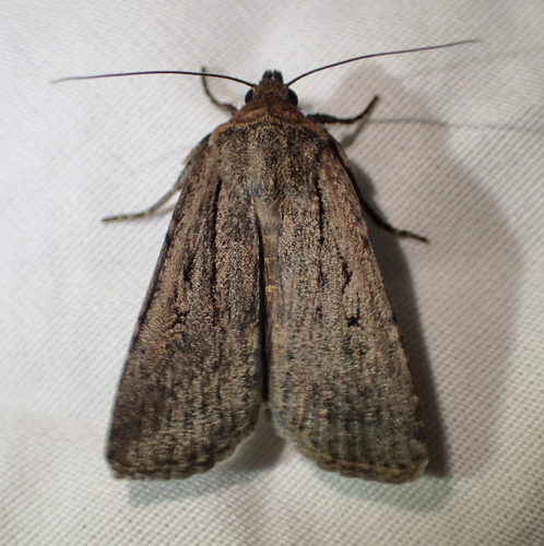 iNaturalist observation photo of Cutworm Moths and Allies