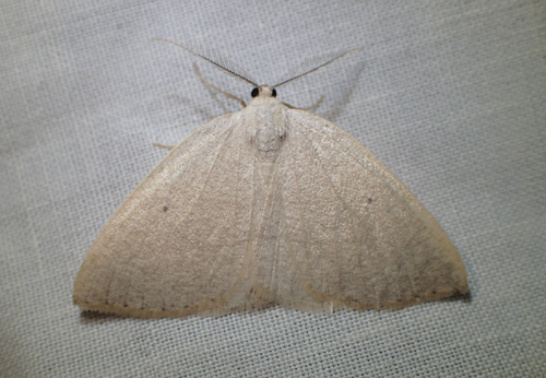 iNaturalist observation photo of Eudrepanulatrix rectifascia