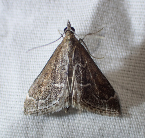 iNaturalist observation photo of Mint Moths