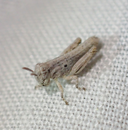 iNaturalist observation photo of North American Spur-throated Grasshoppers
