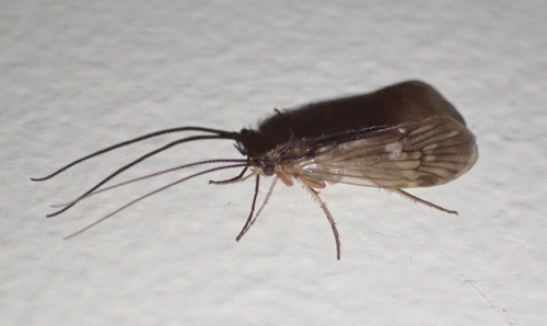 iNaturalist observation photo of Clostoeca disjuncta