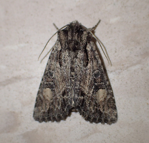iNaturalist observation photo of Paraseptis adnixa