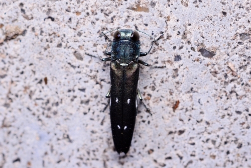 Agrilus tokyoensis