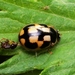 Turtle Vein Lady Beetle - Photo (c) WonGun Kim, all rights reserved, uploaded by WonGun Kim