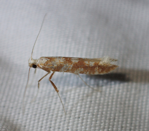 iNaturalist observation photo of Caloptilia reticulata