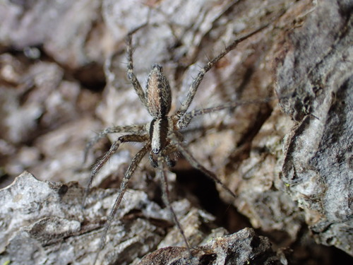 iNaturalist observation photo of Funnel Weavers