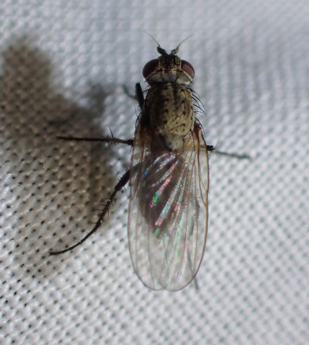 iNaturalist observation photo of Root-maggot Flies