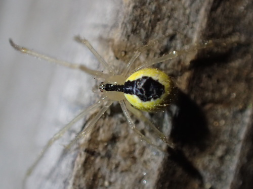 iNaturalist observation photo of Theridion