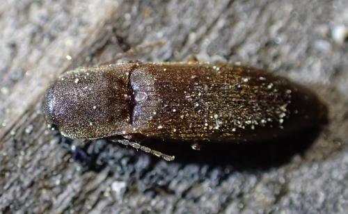 iNaturalist observation photo of Ash-winged Click Beetle