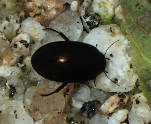 iNaturalist observation photo of Agabini
