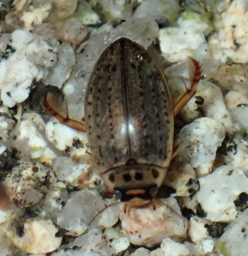 iNaturalist observation photo of Rhantus gutticollis