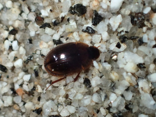 iNaturalist observation photo of Water Scavenger Beetles
