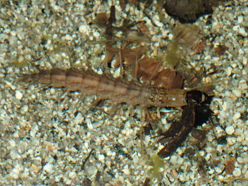 iNaturalist observation photo of Neohermes filicornis
