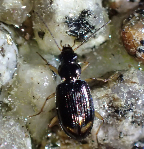 iNaturalist observation photo of Bembidion