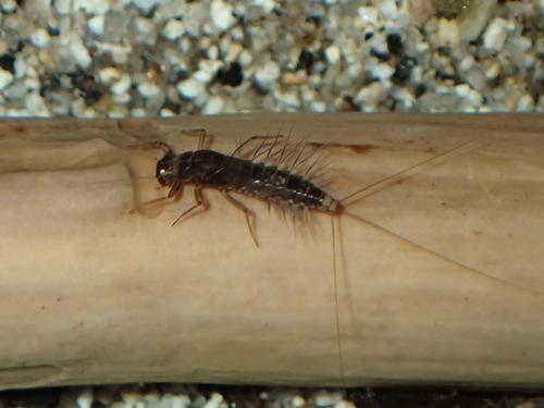 iNaturalist observation photo of Paraleptophlebia
