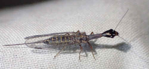 iNaturalist observation photo of Common Snakeflies