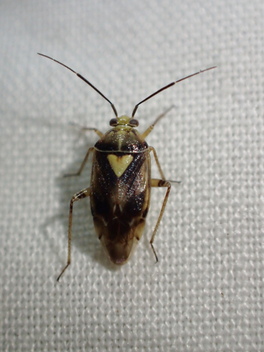 iNaturalist observation photo of Lygus Bugs