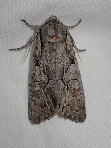 iNaturalist observation photo of Speckled Cutworm Moth