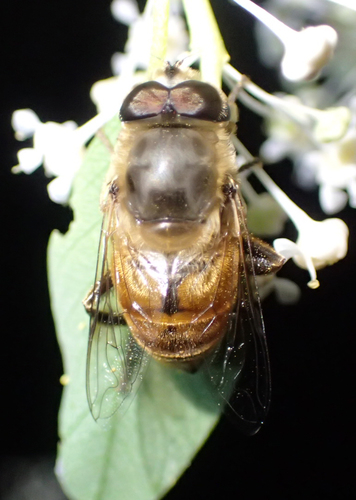 iNaturalist observation photo of Common Drone Fly