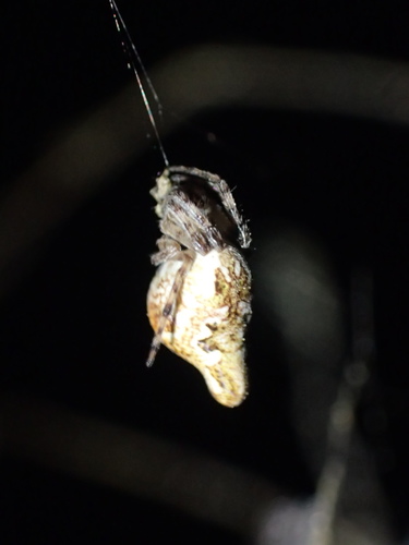 iNaturalist observation photo of Conical Trashline Orbweaver