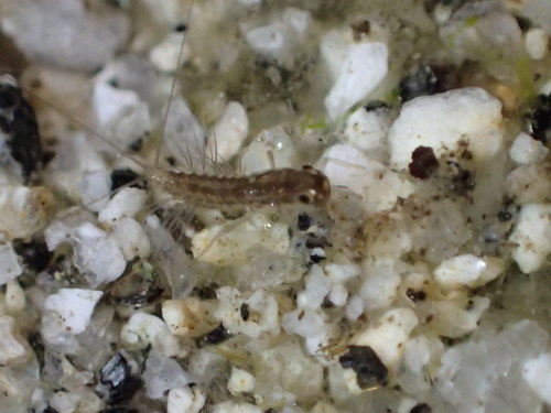 iNaturalist observation photo of Paraleptophlebia