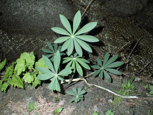 iNaturalist observation photo of Broadleaf Lupine
