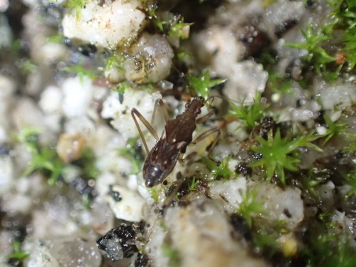 iNaturalist observation photo of Macrovelia hornii