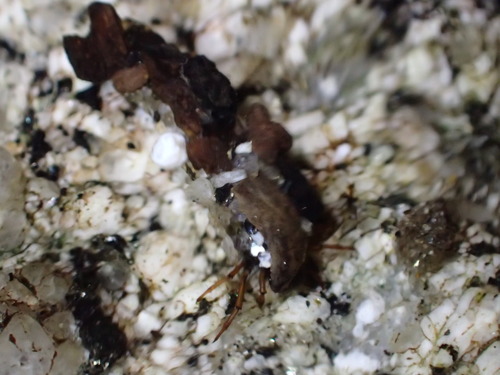 iNaturalist observation photo of Caddisflies