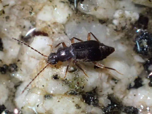 iNaturalist observation photo of Orobanus